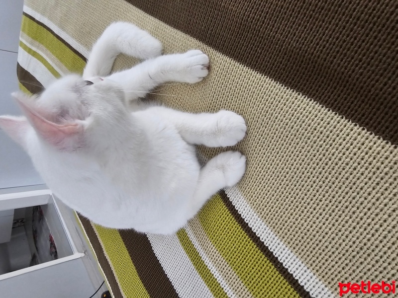 Brazilian Shorthair, Kedi  Boncuk fotoğrafı