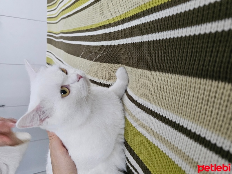 Brazilian Shorthair, Kedi  Boncuk fotoğrafı