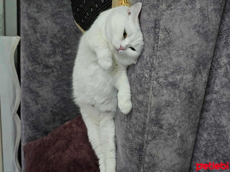 Brazilian Shorthair, Kedi  Boncuk fotoğrafı