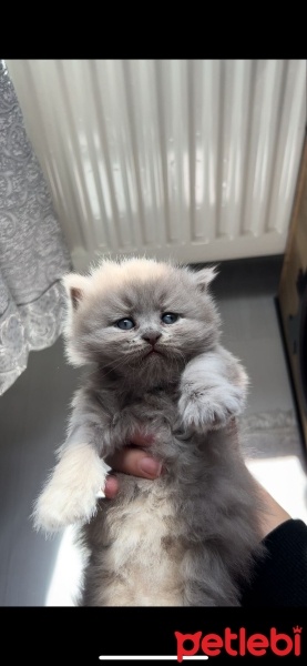 British Longhair, Kedi  Karamel fotoğrafı