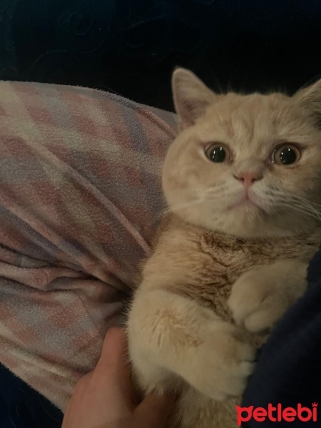 British Shorthair, Kedi  Balder fotoğrafı