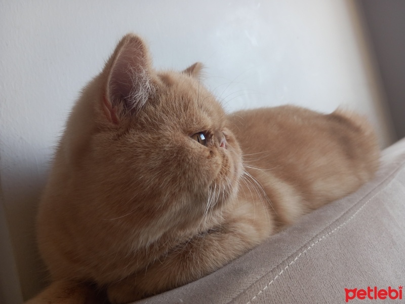 İran Kedisi (Persian), Kedi  PAŞA fotoğrafı