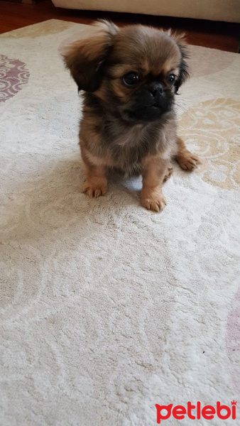 Pekingese, Köpek  poppy fotoğrafı