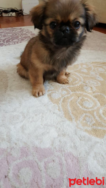 Pekingese, Köpek  poppy fotoğrafı
