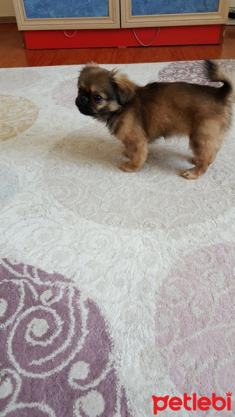 Pekingese, Köpek  poppy fotoğrafı