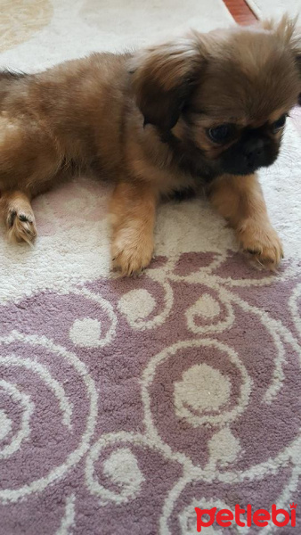 Pekingese, Köpek  poppy fotoğrafı