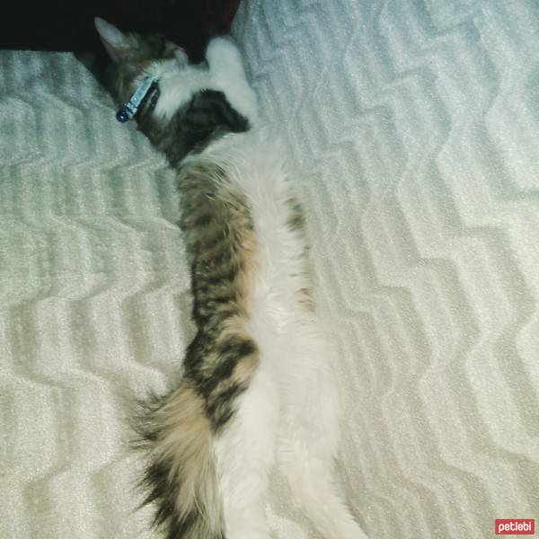 Tekir Kedi, Kedi  miyo fotoğrafı