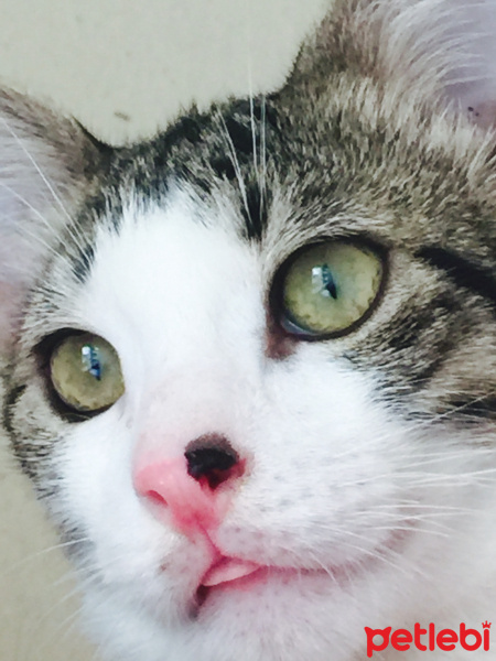 Tekir Kedi, Kedi  Magnum  fotoğrafı