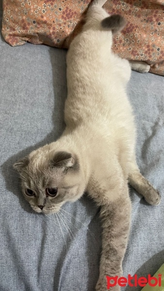 Scottish Fold, Kedi  Badem fotoğrafı