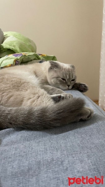 Scottish Fold, Kedi  Badem fotoğrafı