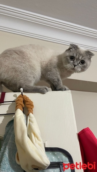 Scottish Fold, Kedi  Badem fotoğrafı