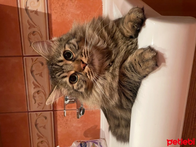 Tekir Kedi, Kedi  Goya fotoğrafı