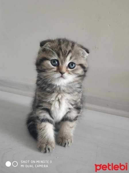 Scottish Fold, Kedi  Leo fotoğrafı