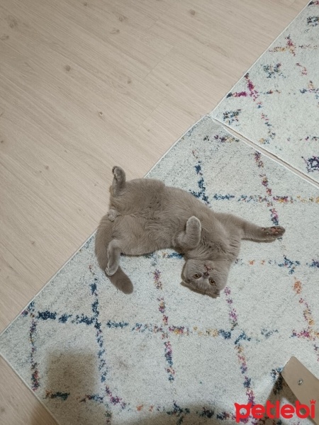 Scottish Fold, Kedi  Bücür fotoğrafı
