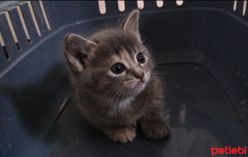 British Shorthair, Kedi  Güzel fotoğrafı