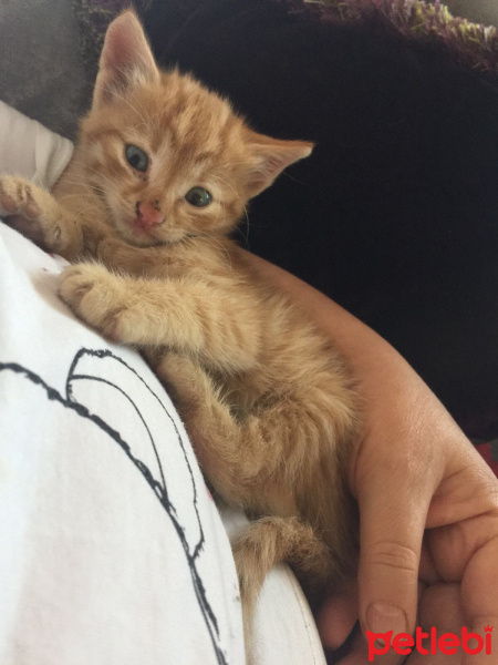 Tekir Kedi, Kedi  Tarçın fotoğrafı