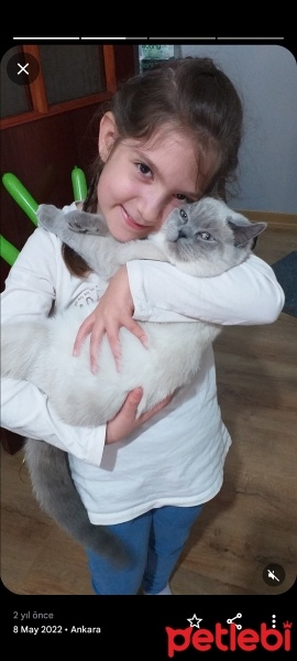 British Shorthair, Kedi  Puffy fotoğrafı