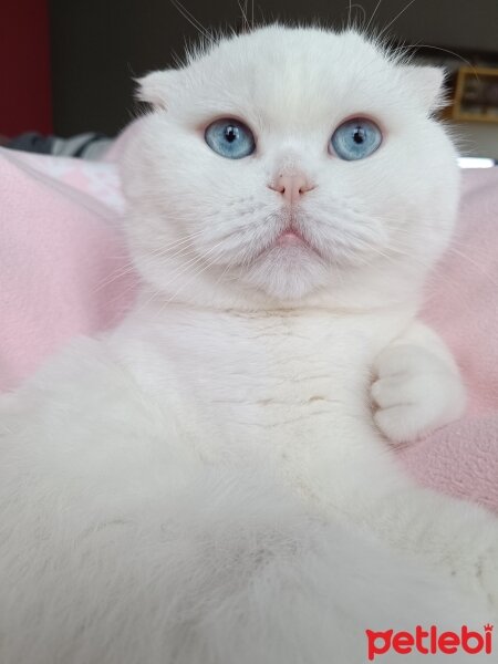 Scottish Fold, Kedi  Pamuk fotoğrafı