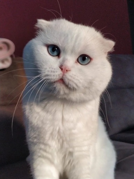 Scottish Fold, Kedi  Pamuk fotoğrafı