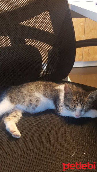 Tekir Kedi, Kedi  mırmır fotoğrafı