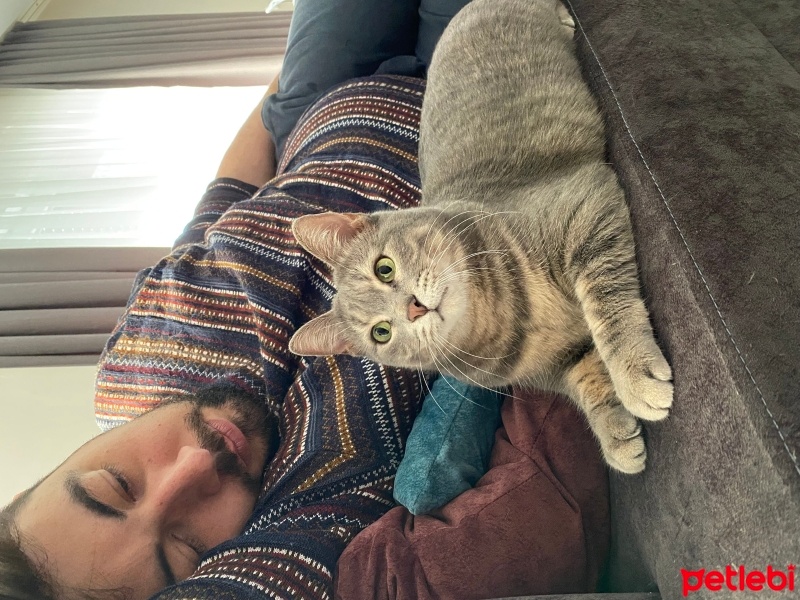 Tekir Kedi, Kedi  Kuki fotoğrafı