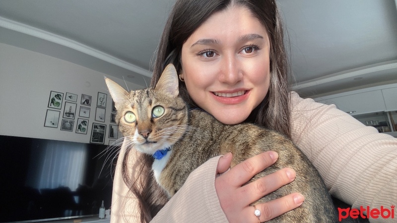 Tekir Kedi, Kedi  Leo fotoğrafı