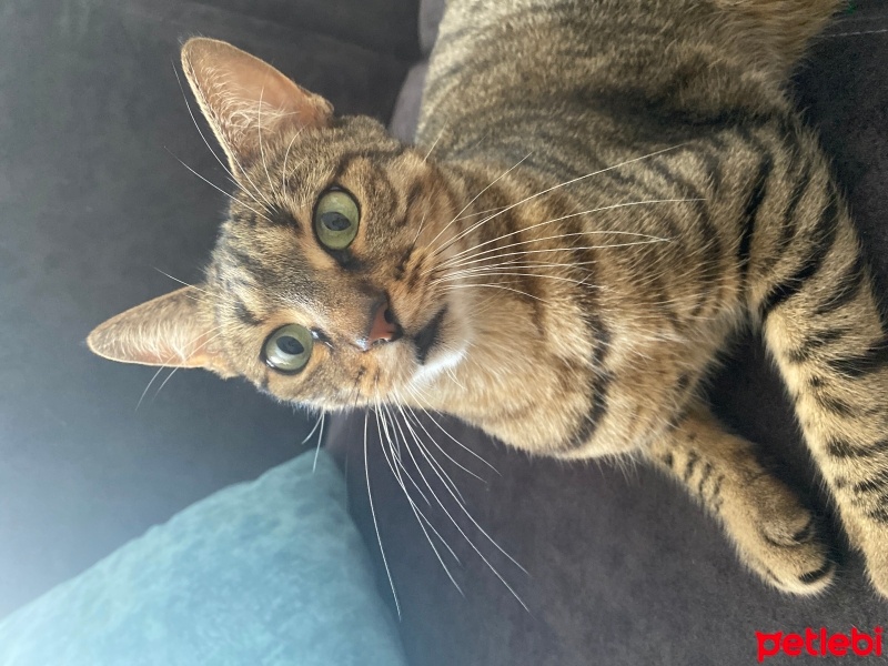 Tekir Kedi, Kedi  Fındık fotoğrafı