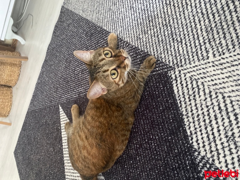 Tekir Kedi, Kedi  Lokum fotoğrafı