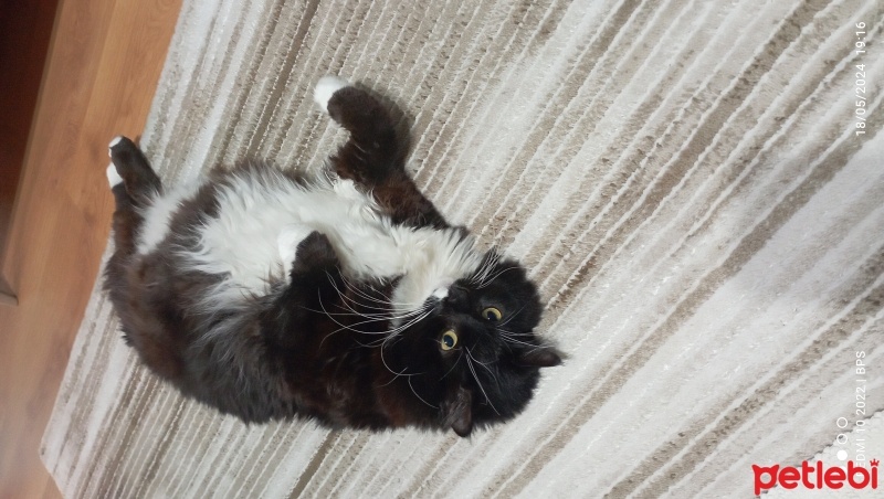 Tuxedo (Smokin) Kedi, Kedi  Maskara fotoğrafı