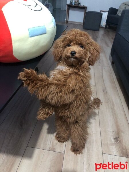 Poodle (Minyatür Kaniş), Köpek  ALEX fotoğrafı