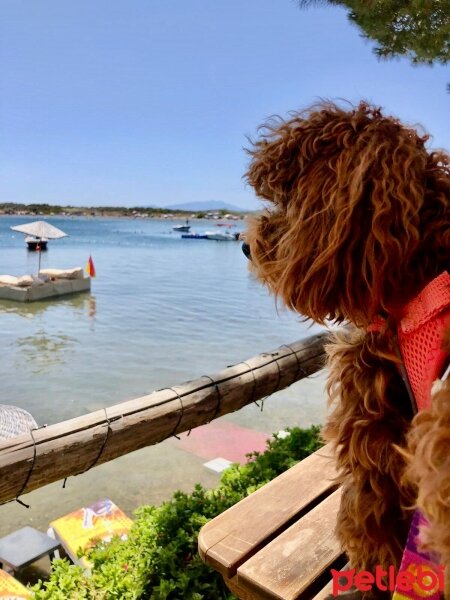 Poodle (Minyatür Kaniş), Köpek  ALEX fotoğrafı