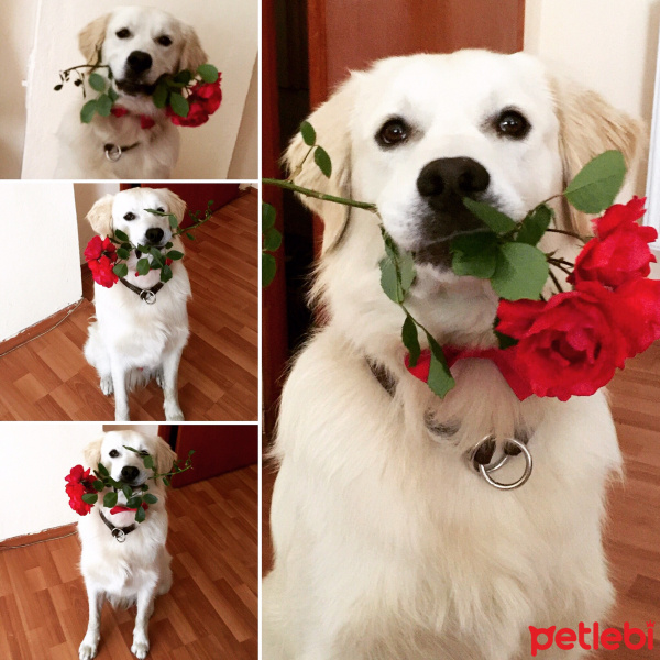 Golden Retriever, Köpek  HAYTA fotoğrafı