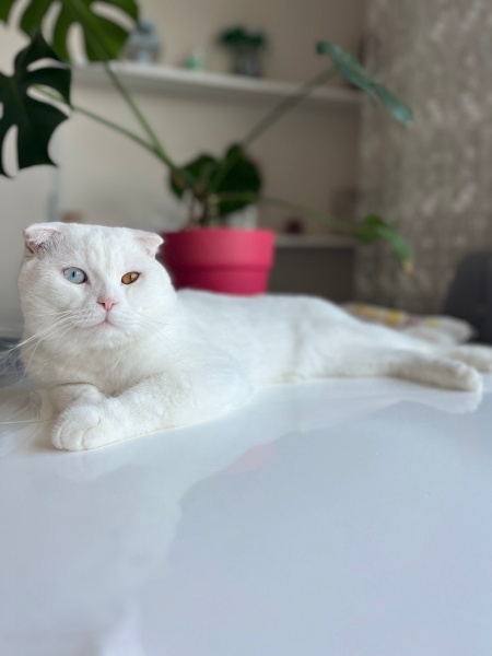 Scottish Fold, Kedi  Tommy fotoğrafı