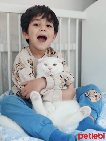 Scottish Fold, Kedi  Tommy fotoğrafı