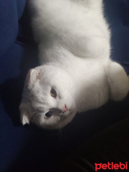 Scottish Fold, Kedi  Tommy fotoğrafı