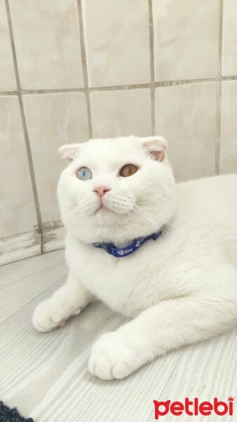 Scottish Fold, Kedi  Tommy fotoğrafı