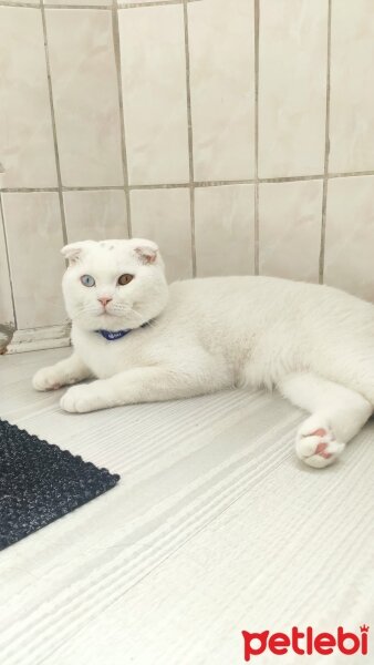 Scottish Fold, Kedi  Tommy fotoğrafı