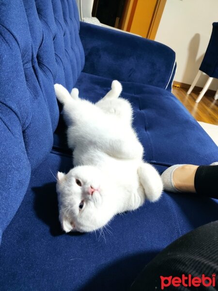 Scottish Fold, Kedi  Tommy fotoğrafı