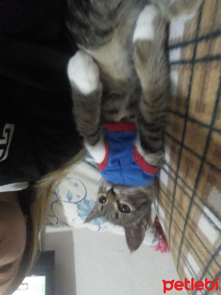 Tekir Kedi, Kedi  Paşa fotoğrafı