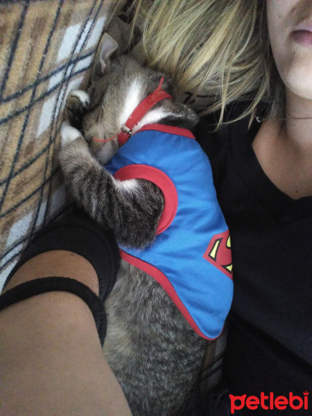 Tekir Kedi, Kedi  Paşa fotoğrafı
