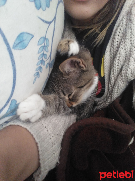 Tekir Kedi, Kedi  Paşa fotoğrafı