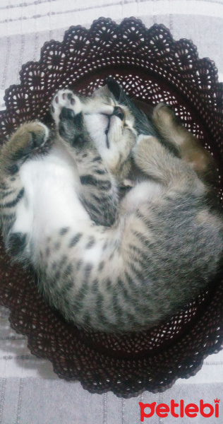 Tekir Kedi, Kedi  Paşa fotoğrafı