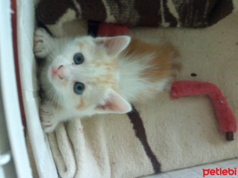 Tekir Kedi, Kedi  Kasap J.R. fotoğrafı