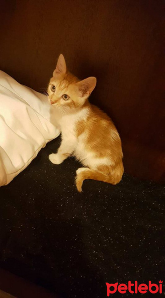 Tekir Kedi, Kedi  ahri fotoğrafı