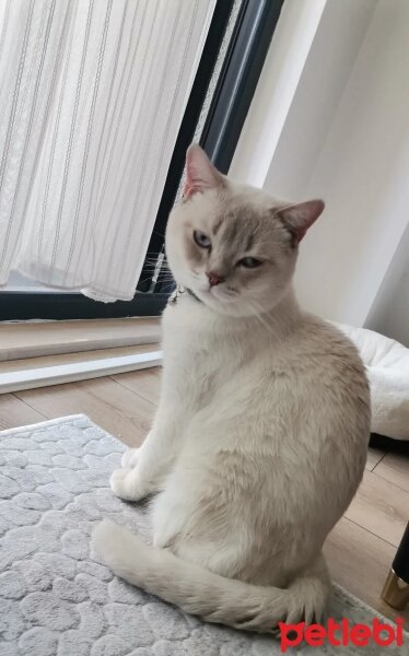 British Shorthair, Kedi  Pamuk fotoğrafı