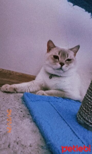 British Shorthair, Kedi  Pamuk fotoğrafı