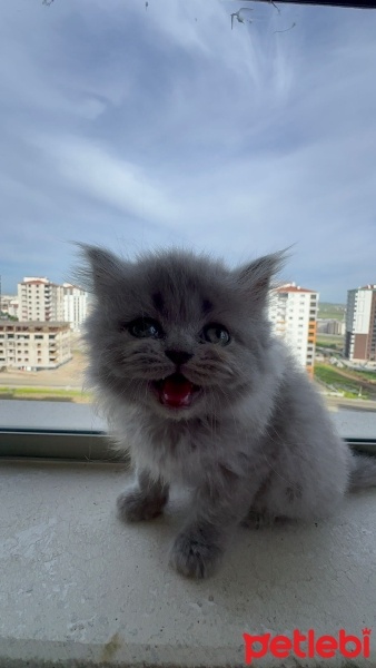 Brazilian Shorthair, Kedi  Latte fotoğrafı