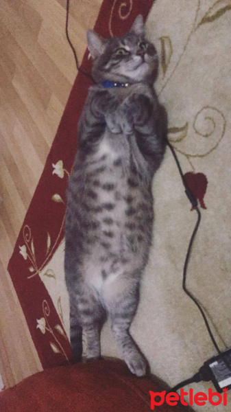 Tekir Kedi, Kedi  TEXAS fotoğrafı