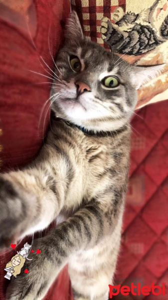 Tekir Kedi, Kedi  TEXAS fotoğrafı