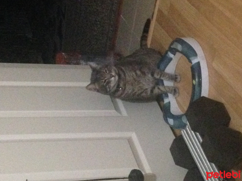 Tekir Kedi, Kedi  TEXAS fotoğrafı